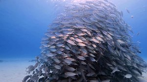 12 reactions | School of Fish: Nature’s Hypnotic Underwater Ballet...