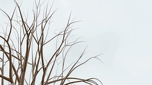 Download tree branches animated background footage for free