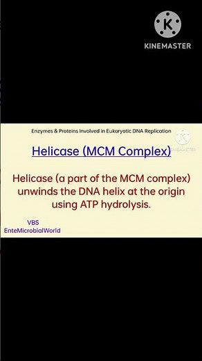 Eukaryotic DNA Replication ‪@EnteMicrobialWorld‬ #dna #dnareplication #biology #shortsfeed #shorts