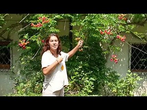 campsis radicans