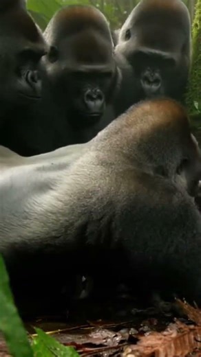 Python snake 🐍 attacks on Little gorilla 🦍🥲😳 #trending #viral #viralshorts #foryou #animals #shorts