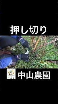 Pruning plum trees! How to cut branches [push cut] #plum #gardening #agriculture #shorts #pruning