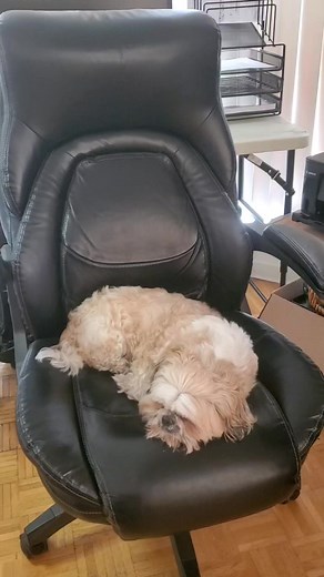 Multitasking | Mike the shihtzu