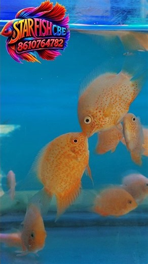 The Red Spotted Severum lowest price @starfishcbe #aquarium #fishing # #aquascapegallery #fish