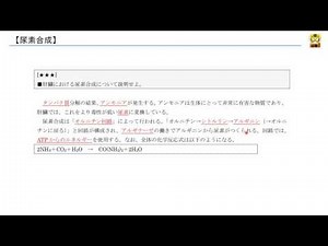 尿素合成 【高校生物】