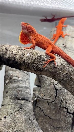 HerpTime on Instagram: "Egg collection time from these fire red anoles 🔥 these are the same exact species as the average and extremely common brown anole, diamond back anole, or Cuban anole (anolis sagrei). Only difference is they aren’t brown! These make an amazing terrarium species and as you can see they breed very easily. Hatching them in an enclosure is 100% possible; I collect eggs just to slightly increase the odds of survival, as my goal is to share these amazing animals with as many pe
