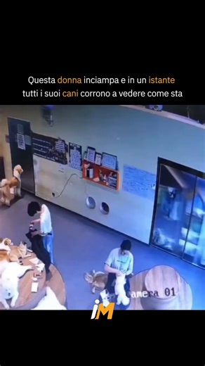Motivazione | Curiosità | Ispirazione on Instagram: "Il video mostra le riprese di sicurezza di un asilo per cani in cui un addestratrice scivola e cade, spingendo un gruppo di cani preoccupati a correre verso di lei, strofinargli il muso e controllarla, evidenziando la loro istintiva empatia in soli 11 secondi. Una ricerca del 2018 pubblicata su Learning & Behavior dimostra la capacità dei cani di distinguere i segnali emotivi umani, come il disagio dovuto a una caduta, rispondendo spesso con c