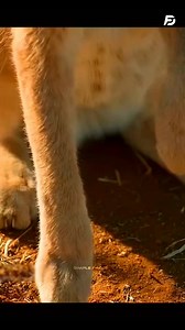 Caracal The Jumping Queen of the Savannah #reelsindia #fypシ #factsyoudidntknow #science #fyp #facts #socialmedia #factsdaily #animals #cat | Deep Explain