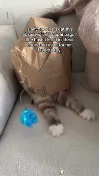 Cats are obsessed with paper products 🤣🤣#cat #funny #catsoftiktok #fyp #foryou