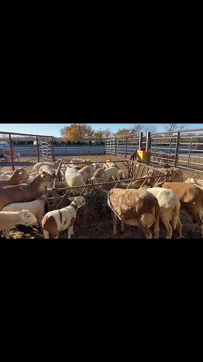This feeder works great for mature ewes, but the wide spacing of the bars allow for a lot of hay to be wasted (lots of hay scattered around the feeder at the end of the video😩), as well as room for lambs to crawl inside and poop/pee on the hay.🤢 Going to have to switch this one out with our collapsible feeder that keeps lambs out. It is very important to keep all feed off the ground and as clean as possible to keep parasites, coccidia, and harmful bacteria at bay. a | Hoerschelman Family Farms