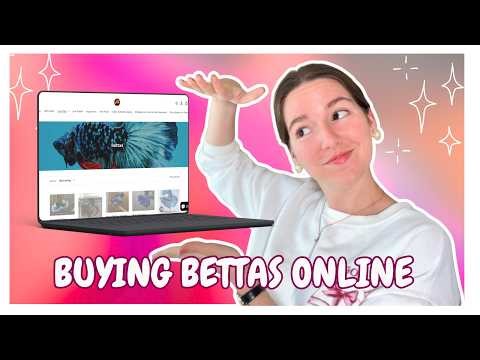 DON'T Buy A Betta Fish Online Without Knowing These Beginner Tips