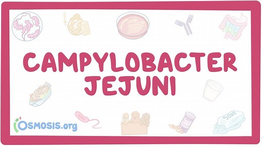 Campylobacter jejuni: Video, Causes, & Meaning | Osmosis