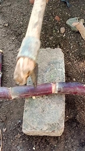 Black sugercan cutting #sugercanefarming #fruitchopping #farming #reddragonfruit