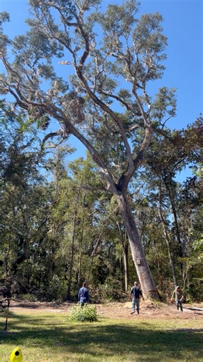 100 Foot Tree Coming Down 😳 #OMG #timber #treecutting #landclearing | Scrappy's Rustics