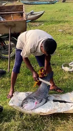 fishdom world on TikTok