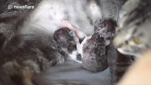 Cat Giving Birth To Kittens Via Newsflare | WHAT WE SEEE