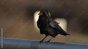 A carrion crow sitting on the railing of a bridge