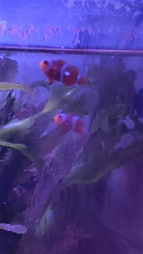 Nemo Tank 😍 ஒரு நாள் நான் ஒரு புதிய Nemo Tank setup pannuva #nemofish #ytshorts #youtubeshort