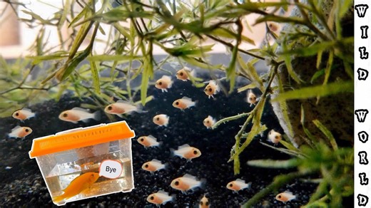 Moving fry too early can be deadly - here’s when to do it right