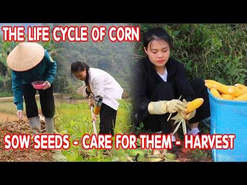 From Seed to Table: The Complete Corn Life Cycle | Planting, Harvesting & Cooking Fresh Corn