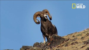 La chaîne montagneuse de l'Altaï constitue un environnement rude et aride pour le monde animal : c'est ici qu'a élu domicile l'un des plus gros mouflons du monde, l'Argali. | Nat Geo Wild France