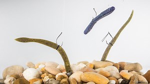 Neko Rig Basics - Major League Fishing