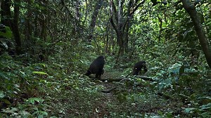 Chimpanzee.2012.DOC.FRENCH.720p.Bluray.x264