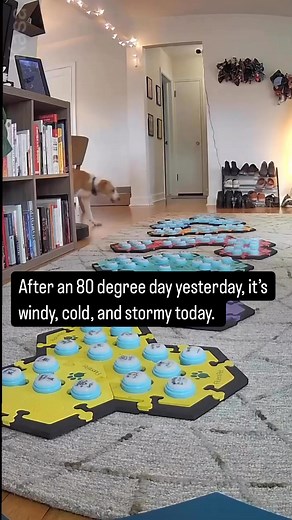 154K views · 2.2K reactions | People often ask why we have a sweater button. This is why! #aic #fluentpet #talkingdog | Puppy Parker Posey | Facebook