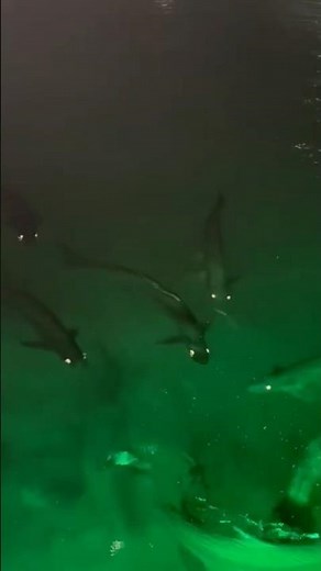 “Mesmerizing Fish Eyes Blowing Bubbles Underwater 🐟💦 | Stunning Water View”