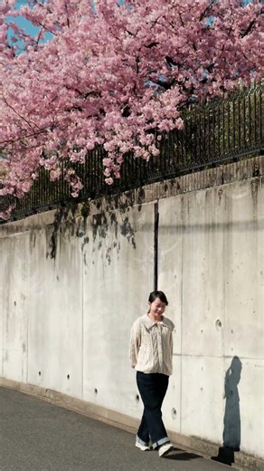 Hoa anh đào nở sớm | Sakura | さくら