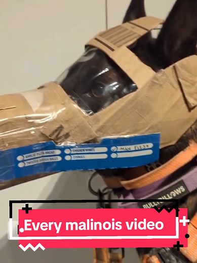 Every Belgian Malinois Video Compilation