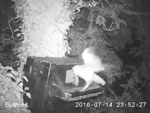 Snoring barn owl chicks on Ards Peninsula