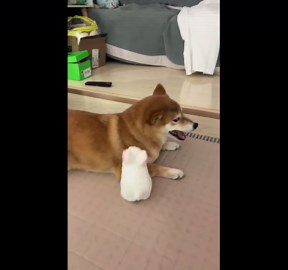 Shiba Inu loses patience with toy bunny in Jiangsu, China