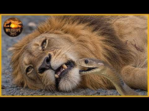 Most Terrifying Snake Attacks Caught on Camera | Wild Animals