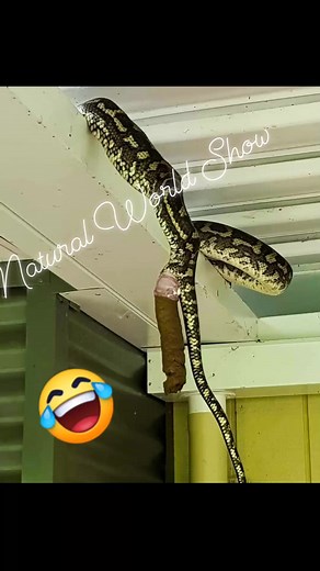 The python is pooping. . . Don't go past under it.... #naturalworldshow Everyone | Natural World