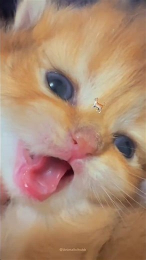 Cutest Tiny Kitten Meow Ever! 😻 Heart-Melting Sound