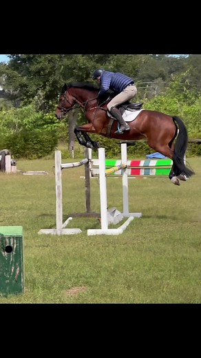 Little horse with a huge jump #fyp #horse #viral #eventing #equestrian #showjumping #jump #big #professional #scope #scopeyhorse #shadowbanned