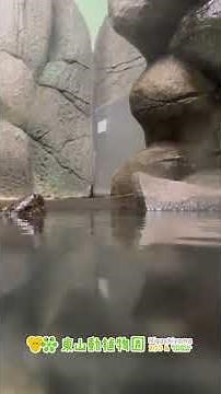【東山動植物園公式】オオサンショウウオの息継ぎ 《 オオサンショウウオ サンショウウオ 両生類 》