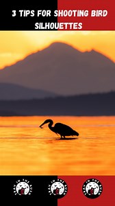 Comment “shoot” and I’ll send you my FREE Bird Photography Settings Cheat Sheet! 📝 It goes into more detail on how to nail bird silhouettes and other bird photography scenarios. . . . . . . . . . . . . . . #wildlifephotography #birdphotography #NikonCreators #nikonca #nikon_canada #canada #birdingtours #birdtours #cangeo #sharecangeo | Trav in the Bush