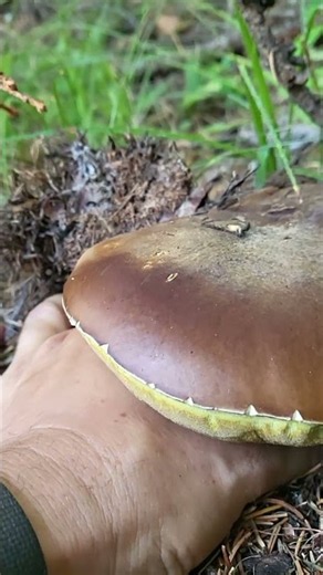 Un beau CÈPE à côté d’une pomme de pin !