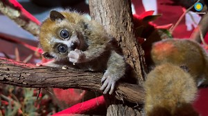 341K views · 9.4K reactions | Going out on a limb here, but we think...