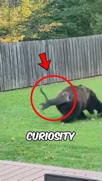 If You Ever Think Predators Always Win, These Animal Mistakes Will Shock You 😱🐶