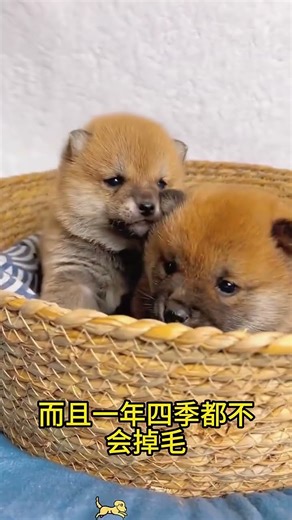 Unboxing so cute puppy #pet #puppy #dog