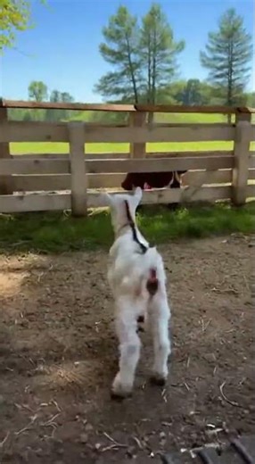 Jumping Baby Goat
