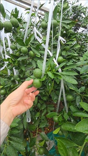 How to grow delicious mandarins. #MandarinSpecialist