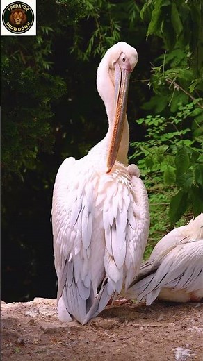 “Pelicans: Nature’s Ultimate Fish Hunters 🐦💦 | Amazing Facts” | pelicans