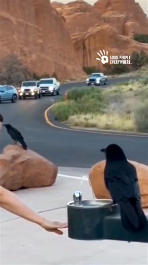 Her help may have saved a life!🐦‍⬛🙏🏼 Be part of the good people’s community by always helping whenever you can.🌎 #GoodPeopleEverywhere #GoodPeopleApp #Community | Good People Everywhere