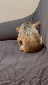 154K views · 7.6K reactions | In Loving Memory of Miss Sarah. This...