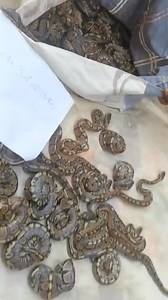 Baby Ball Pythons are hatching in Africa! If you want fresh, wild genetics that havent been inbred here in the states, then now is your chance to preorder. Unopened bags are going quickly- visit our website to reserve yours. Outbackreptiles .com They will be shipping in the next couple weeks so make sure to keep checking your email if you have already ordered. | Outback Reptiles
