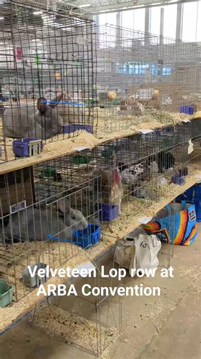 Velveteen Lop row at ARBA Convention 2025 -- a record 88 entries! Standards Committee presentation is Tuesday morning. | Northwood Lops
